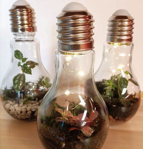 light bulb terrarium