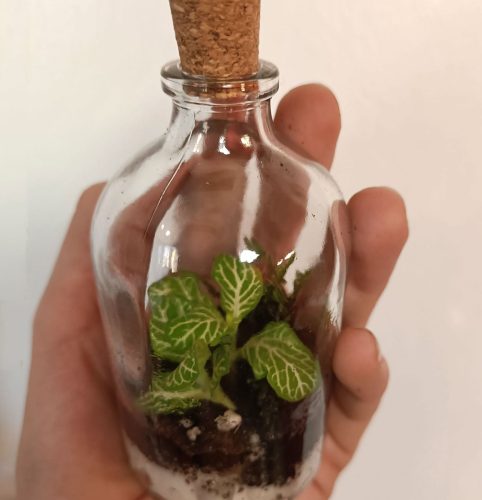 terrarium mini con fittonia verde